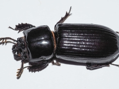 Aulacocyclus edentulus