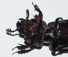 Aulacocyclus edentulus