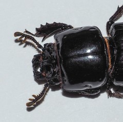Aulacocyclus edentulus