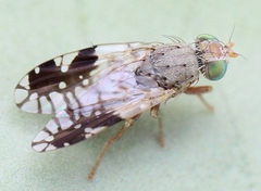 Tephritis divisa