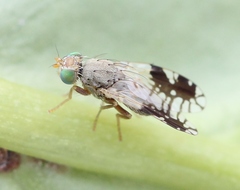 Tephritis divisa