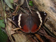 Opsiphanes tamarindi