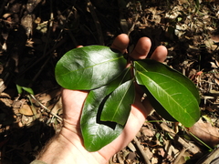 Siphonodon australis