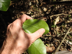Siphonodon australis