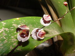 Stelis convallaria