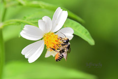 Megachile igniscopata