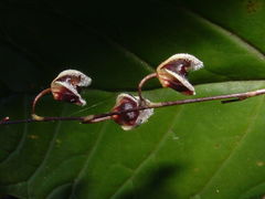 Stelis convallaria