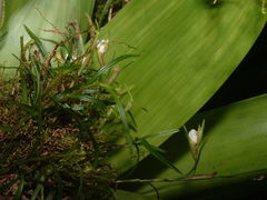 Elleanthus poiformis