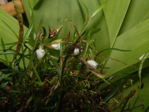 Elleanthus poiformis Schltr. 3