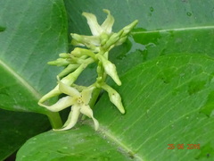 Cryptolepis buchananii