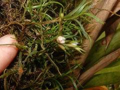 Elleanthus poiformis