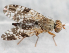 Tephritis vespertina