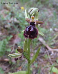 Ophrys sphegodes passionis