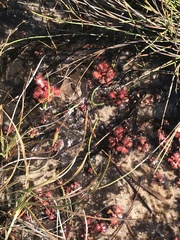 Drosera slackii