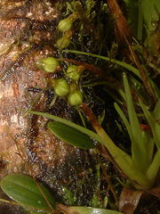 Stelis parvula