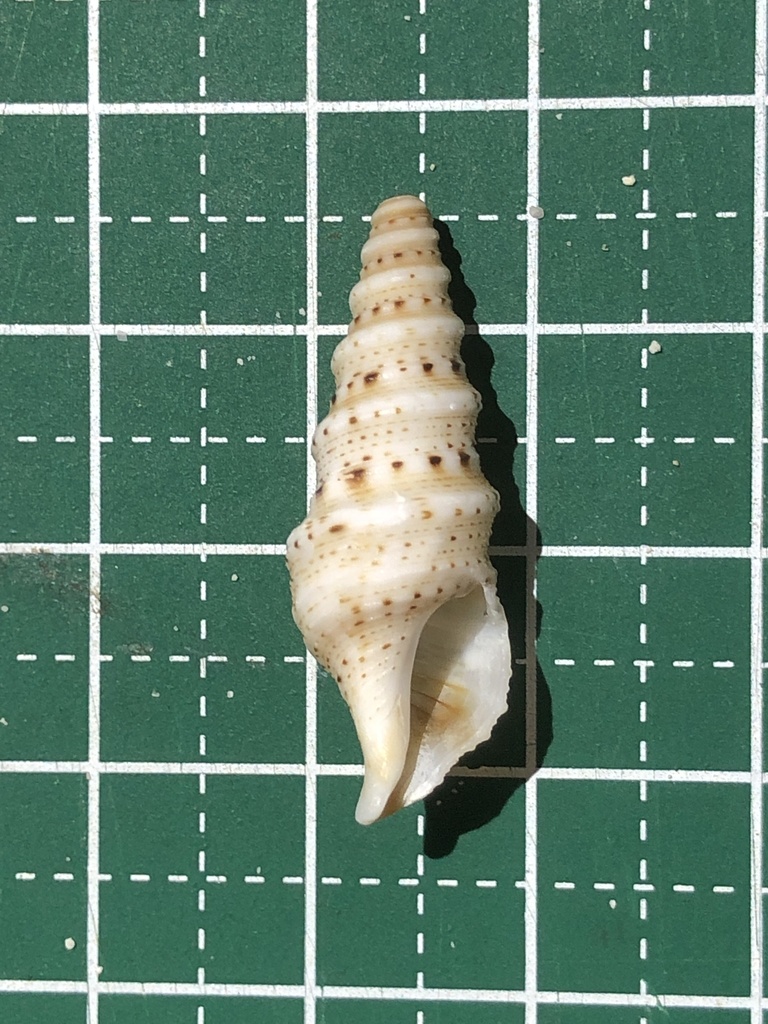 Lophiotoma acuta
