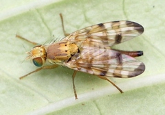 Terellia tussilaginis