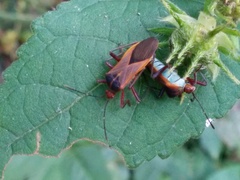 Hypselonotus bitrianguliger