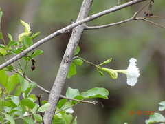 Dolichandrone falcata