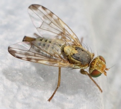 Terellia winthemi