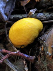 Lycoperdon flavotinctum