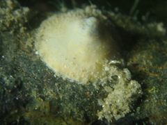 Calyptraea chinensis