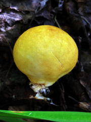 Lycoperdon flavotinctum