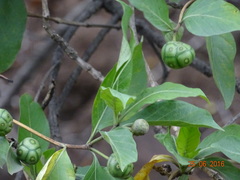 Morinda pubescens