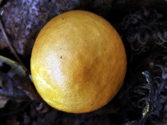 Lycoperdon flavotinctum