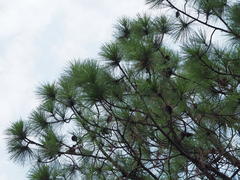 Pinus luchuensis