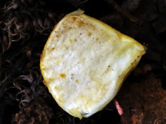 Lycoperdon flavotinctum