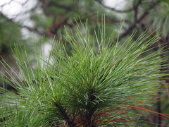 Pinus luchuensis