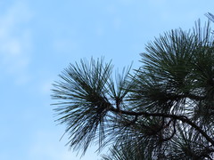 Pinus luchuensis