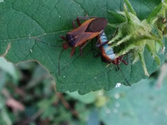 Hypselonotus bitrianguliger