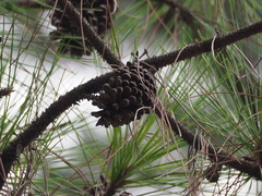 Pinus luchuensis