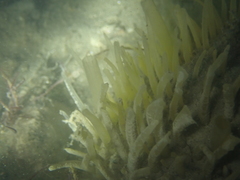 Polymastia penicillus