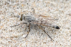 Acrosathe annulata
