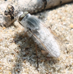 Acrosathe annulata