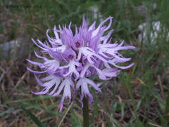 Orchis italica