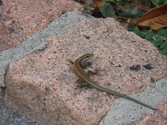 Podarcis muralis
