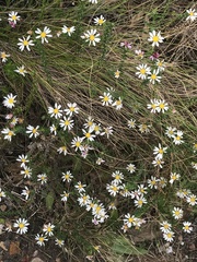 Polyarrhena reflexa reflexa