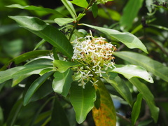 Ixora parviflora