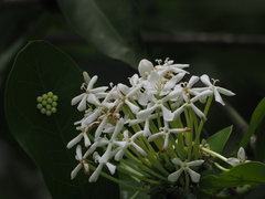 Ixora parviflora