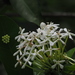Ixora parviflora - Photo Sem direitos reservados, uploaded by 葉子