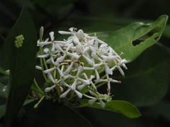 Ixora parviflora