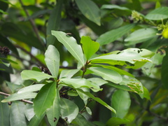 Ixora parviflora