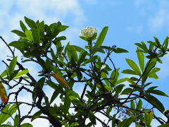 Ixora parviflora