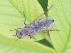Thereva unica