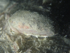 Gibbula magus