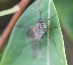 Thereva unica